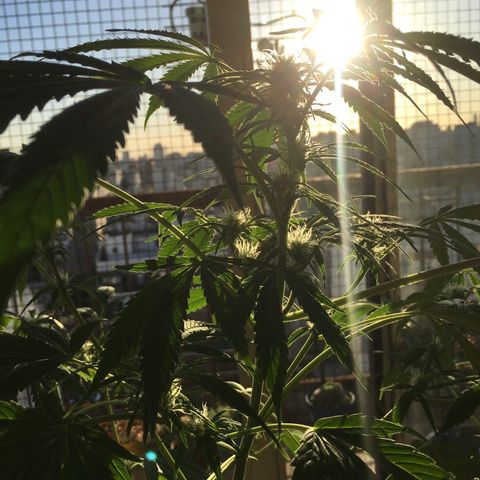 Dulcinea growlog timeline photo