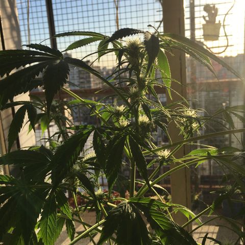 Dulcinea growlog timeline photo