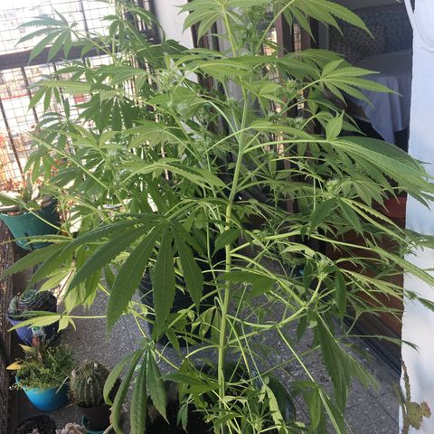 Dulcinea growlog timeline photo