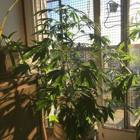 Dulcinea growlog timeline photo