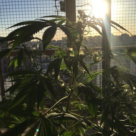 Dulcinea growlog timeline photo