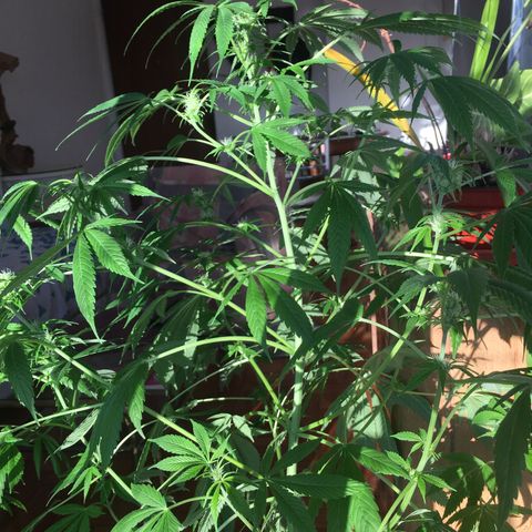 Dulcinea growlog timeline photo