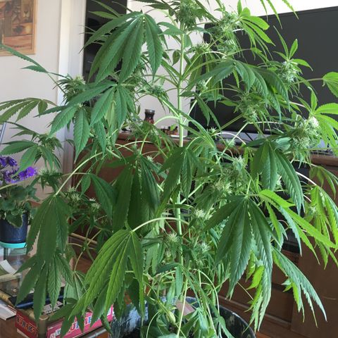 Dulcinea growlog timeline photo