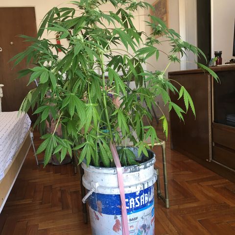 Dulcinea growlog timeline photo