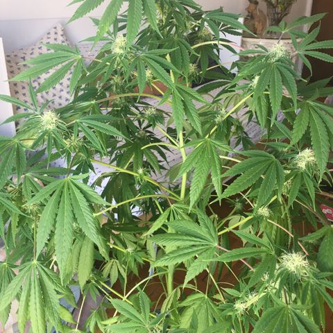 Dulcinea growlog timeline photo