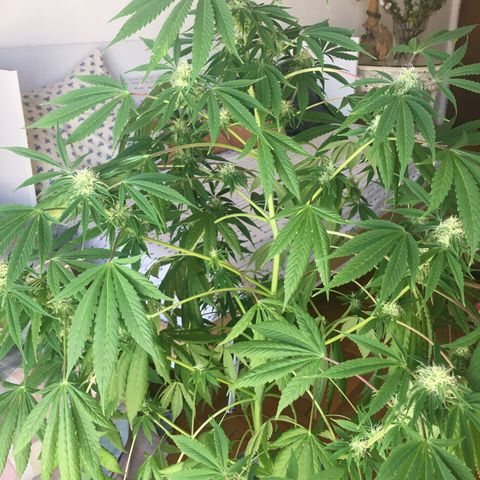 Dulcinea growlog timeline photo