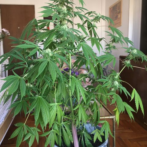 Dulcinea growlog timeline photo