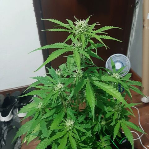 Red Dwarf growlog photo: 48 dias / 38 dias de vega / 10 de flora 