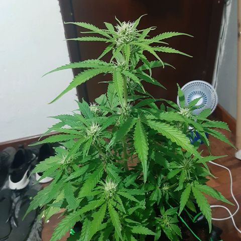Red Dwarf growlog photo: 48 dias / 38 dias de vega / 10 de flora 