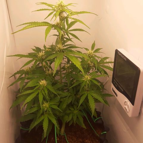 Red Dwarf growlog photo: 40 dias / 38 ver/ 12 flora