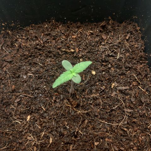 Purple Glam Kush growlog photo: 3 dias 