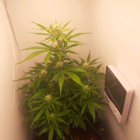 Red Dwarf growlog photo: 50 dias / 38 vega / 12 flora 