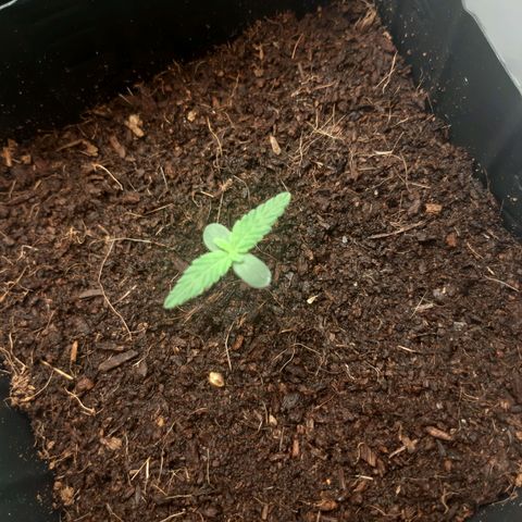 Purple Glam Kush growlog photo: 4 dia de vida 