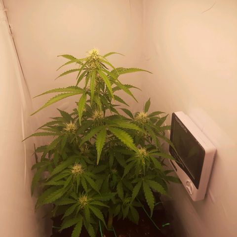 Red Dwarf growlog photo: 51 dias / 38 vega / 13 flora 