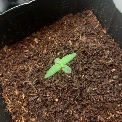 Purple Glam Kush growlog photo: 5 dia de vida 