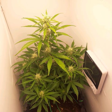 Red Dwarf growlog photo: 52 dias/ 38 flora / 14 flora 