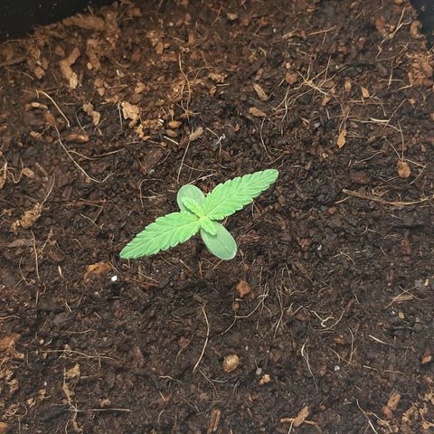 Purple Glam Kush growlog photo: 6 dia de vida
