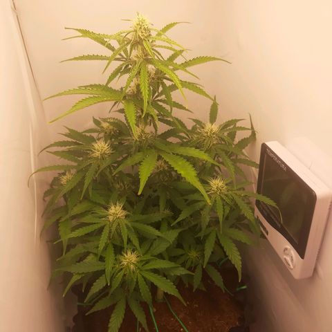 Red Dwarf growlog photo: 53 dias de vida / 38 de vega / 15 de flora 