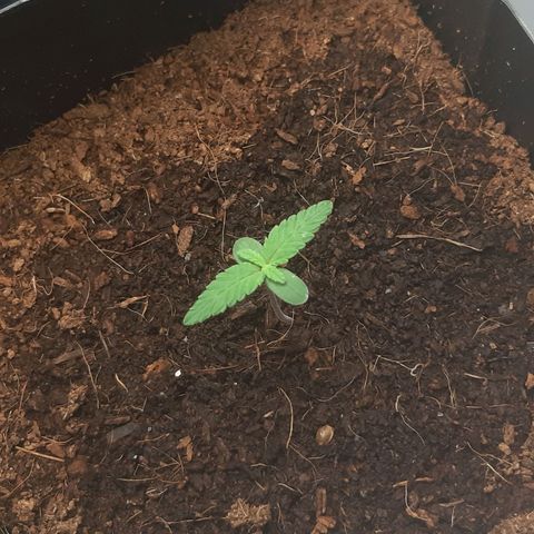 Purple Glam Kush growlog photo: 7 dias de vida 