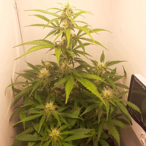 Red Dwarf growlog photo: 54 dias de vida / 38 vega / 14 flora 