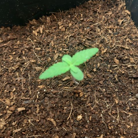Purple Glam Kush growlog photo: 8 dia de vida