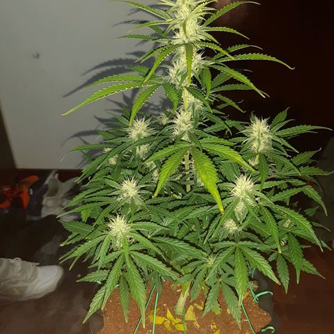 Red Dwarf growlog photo: 56 dias / 38 de vega / 18 dias flora