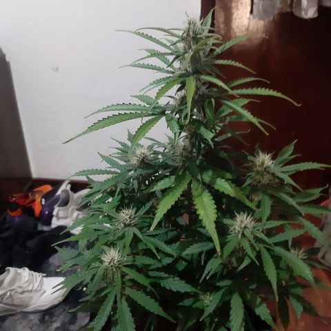 Red Dwarf growlog photo: 56 dias / 38 de vega / 18 dias flora