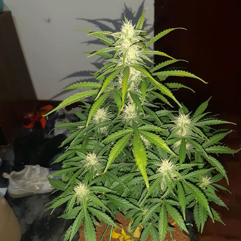 Red Dwarf growlog photo: 56 dias / 38 de vega / 18 dias flora