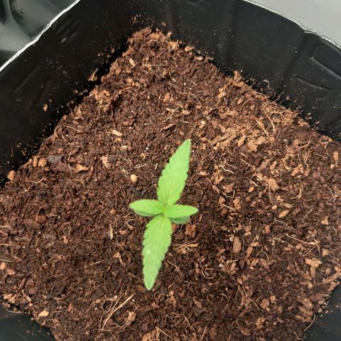 Purple Glam Kush growlog photo: 9 dias de vida