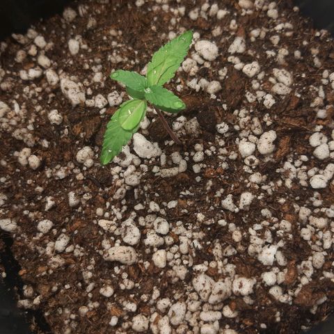 Purple Glam Kush growlog photo: 11 dias de vida 