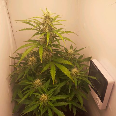 Red Dwarf growlog photo: 57 dias / 38 vega / 19 flora 