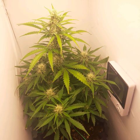 Red Dwarf growlog timeline photo