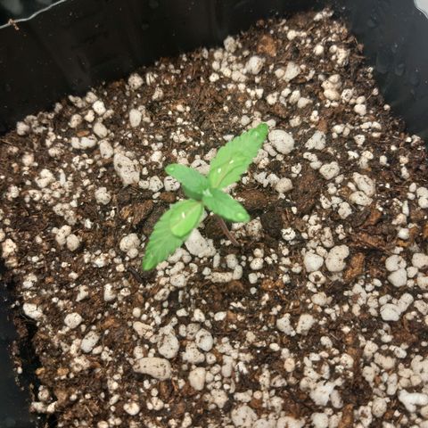 Purple Glam Kush growlog timeline photo