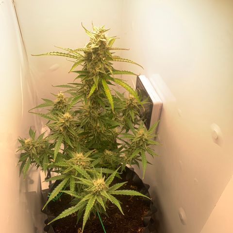 Red Dwarf growlog photo: 65 dias / 38 de Vega / 27 de flora 