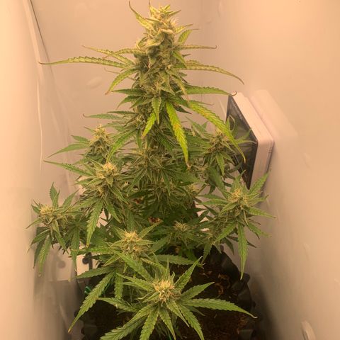 Red Dwarf growlog timeline photo
