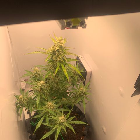 Red Dwarf growlog timeline photo