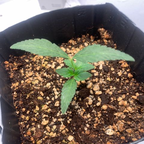 Purple Glam Kush growlog photo: 17 dias de Vega 