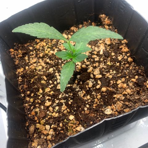 Purple Glam Kush growlog timeline photo