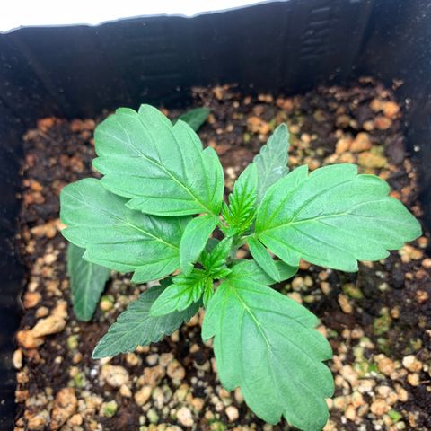 Purple Glam Kush growlog photo: 22 dias purple glam / poda top 