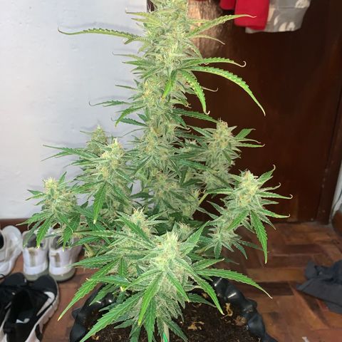 Red Dwarf growlog photo: 68 dias de vida / 38 Vega / 30 flora 