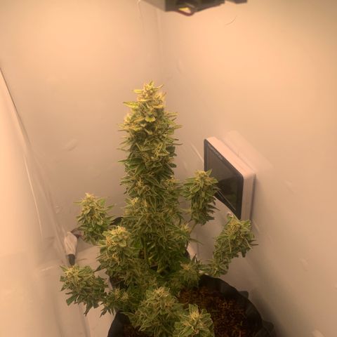 Red Dwarf growlog timeline photo