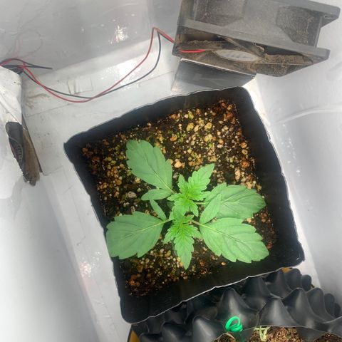 Purple Glam Kush growlog photo: 23 dias 