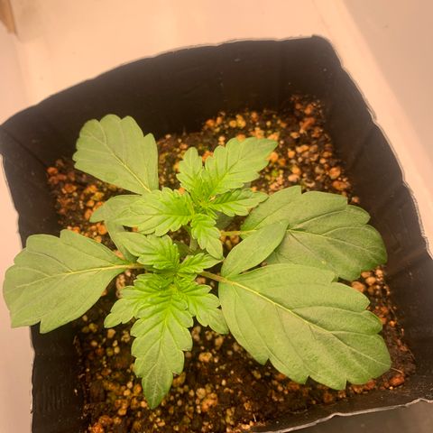 Purple Glam Kush growlog photo: 24 dias de vida 
