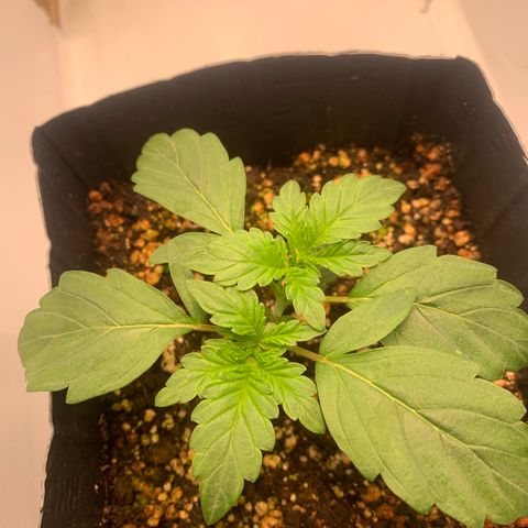Purple Glam Kush growlog timeline photo