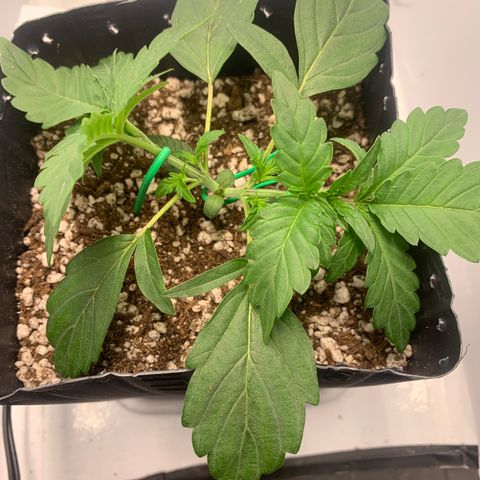 Purple Glam Kush growlog photo: 26 dias