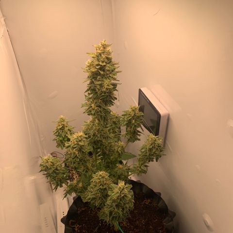 Red Dwarf growlog photo: 73 dias/ 38 vegetativo / 35 flora 