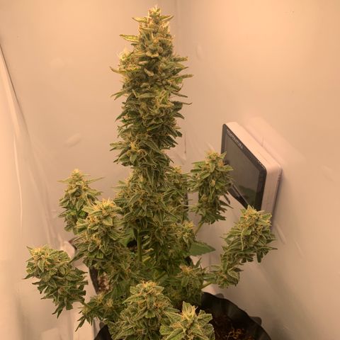 Red Dwarf growlog timeline photo