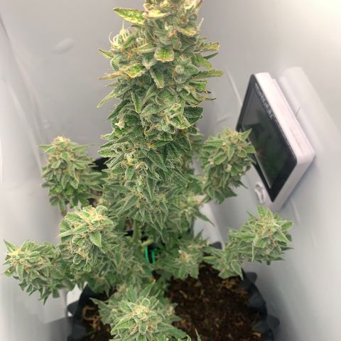 Red Dwarf growlog timeline photo