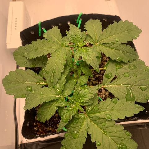 Purple Glam Kush growlog photo: 27 dias purple glam 😍