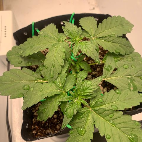 Purple Glam Kush growlog timeline photo